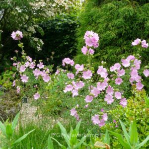 Malva moschata 'Rosea'