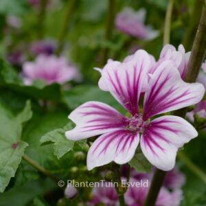 Malva sylvestris 'Zebrina'