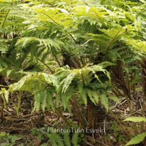 Matteuccia orientalis