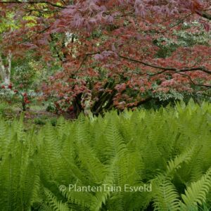 Matteuccia struthiopteris