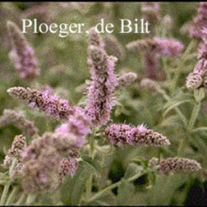 Mentha longifolia 'Buddleia'