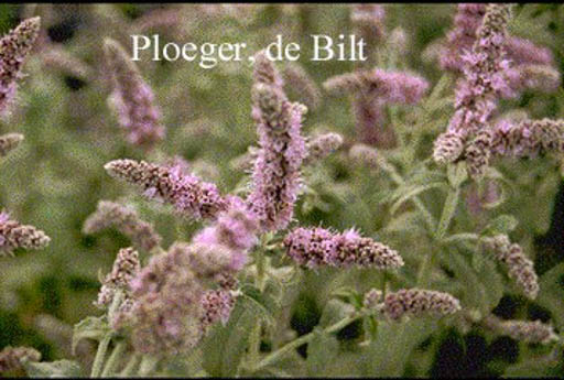 Mentha longifolia 'Buddleia'