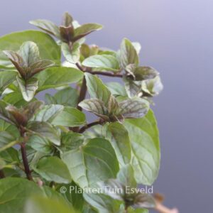 Mentha piperita 'Chocolate'