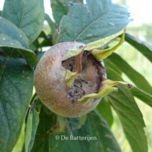 Mespilus germanica 'Westerveld'