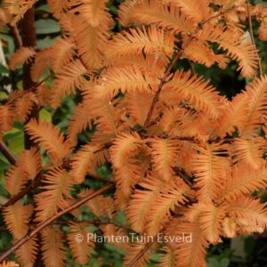 Metasequoia glyptostroboides 'Chubby'