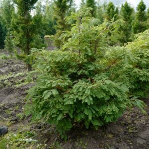 Metasequoia glyptostroboides 'Hamlet's Broom'