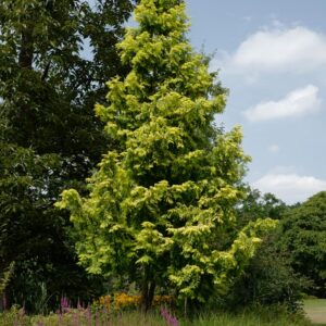 Metasequoia glyptostroboides 'Ogon' (GOLDRUSH)