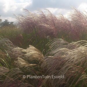 Miscanthus sinensis