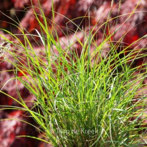 Miscanthus sinensis 'Adagio'