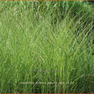 Miscanthus sinensis 'Autumn Light'