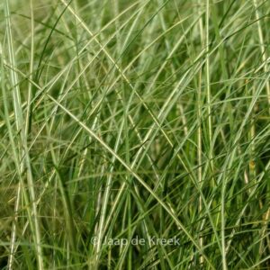 Miscanthus sinensis 'China'