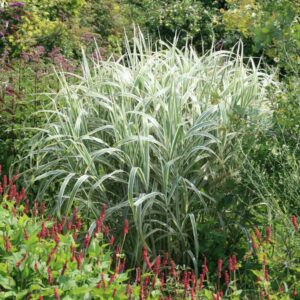 Miscanthus sinensis 'Cosmopolitan'