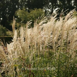 Miscanthus sinensis 'Dronning Ingrid'