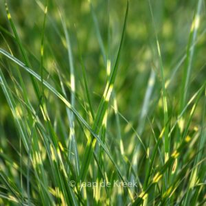 Miscanthus sinensis 'Etincelle'