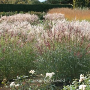 Miscanthus sinensis 'Ferner Osten'