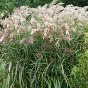 Miscanthus sinensis 'Gewitterwolke'