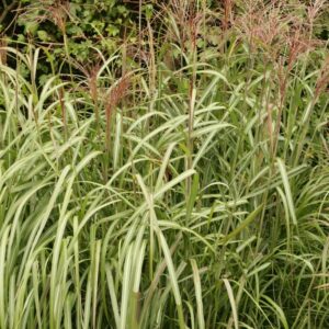 Miscanthus sinensis 'Goliath'