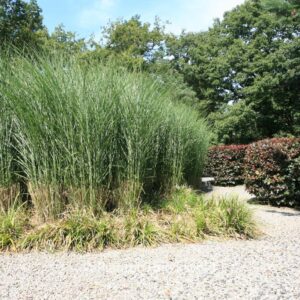 Miscanthus sinensis 'Gracillimus'