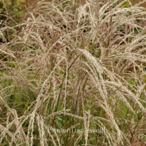 Miscanthus sinensis 'Kleine Fontaene'