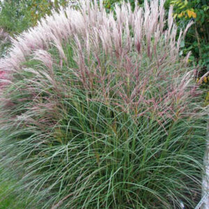 Miscanthus sinensis 'Kleine Silberspinne'