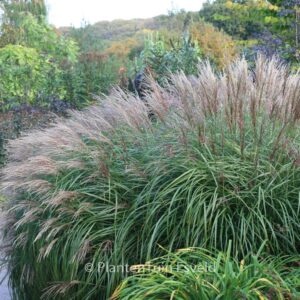 Miscanthus sinensis 'Krater'