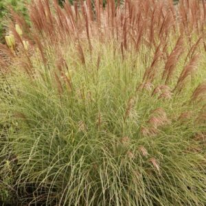 Miscanthus sinensis 'Morning Light'