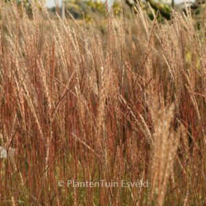 Miscanthus sinensis 'Purple Fall'