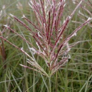 Miscanthus sinensis 'Red Chief'