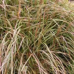 Miscanthus sinensis 'Rotsilber'