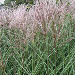 Miscanthus sinensis 'Sarabande'