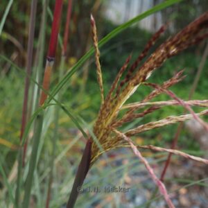 Miscanthus sinensis 'Serengeti'