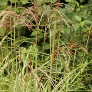 Miscanthus sinensis 'Undine'