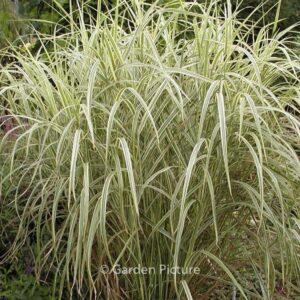 Miscanthus sinensis 'Variegatus'