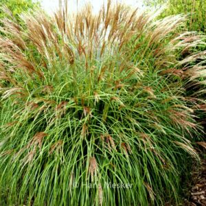 Miscanthus sinensis 'Yaka Dance'