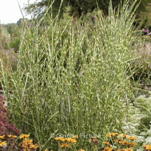 Miscanthus sinensis 'Zebrinus'