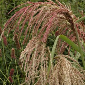 Miscanthus sinensis 'Zwergelefant'
