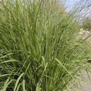 Molinia arundinacea 'Karl Foerster'