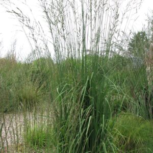 Molinia arundinacea 'Windspiel'