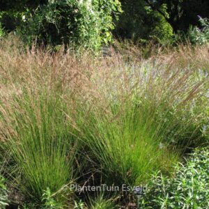 Molinia caerulea 'Edith Dudszus'