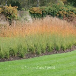Molinia caerulea 'Heidebraut'