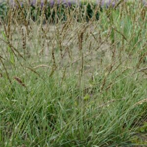 Molinia caerulea 'Moorhexe'