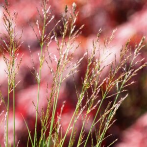 Molinia caerulea 'Poul Petersen'