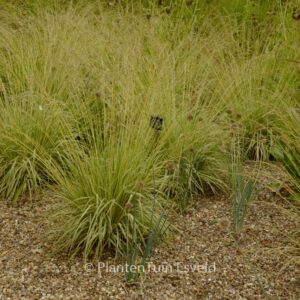 Molinia caerulea 'Variegata'
