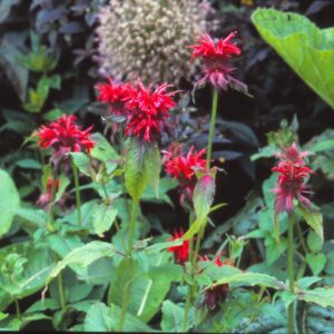 Monarda 'Adam'