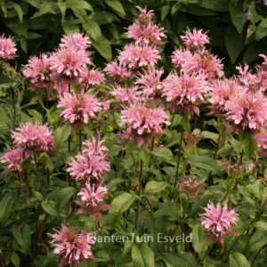 Monarda 'Beauty of Cobham'