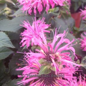 Monarda 'Bee-lieve' (BEE YOU)