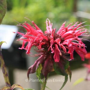Monarda 'Croftway Pink'