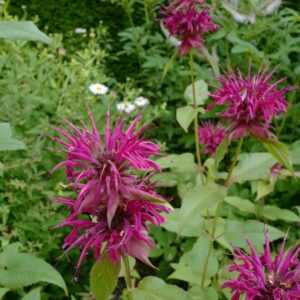 Monarda 'Gewitterwolke'