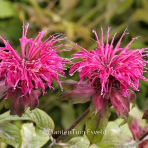 Monarda 'On Parade'