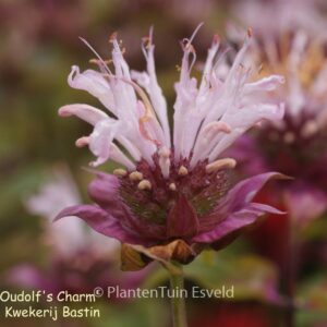 Monarda 'Ou' Charm'